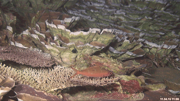 DeepWaterCoralsAtScott