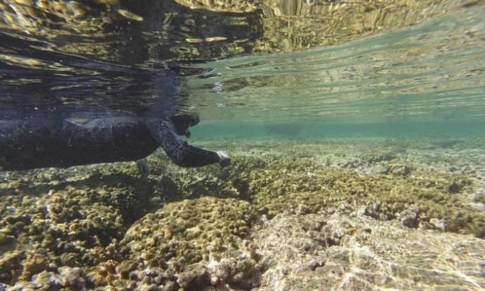 Coral bleaching, in Kaneohe Bay near Kaneohe, Hawaii. Photograph: Dan Dennison/AP (source http://www.theguardian.com/us-news/2015/sep/13/hawaii-coral-bleaching-scientists-predict-worst-ever).