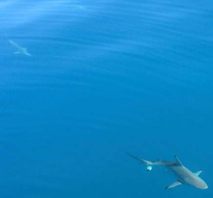Three sharks swimming around the RV Solander while we stopped to take water measurements.
