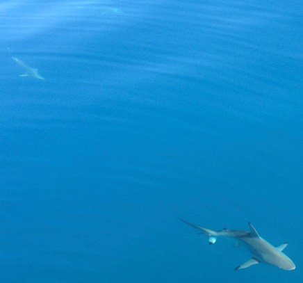 Three sharks swimming around the RV Solander while we stopped to take water measurements.