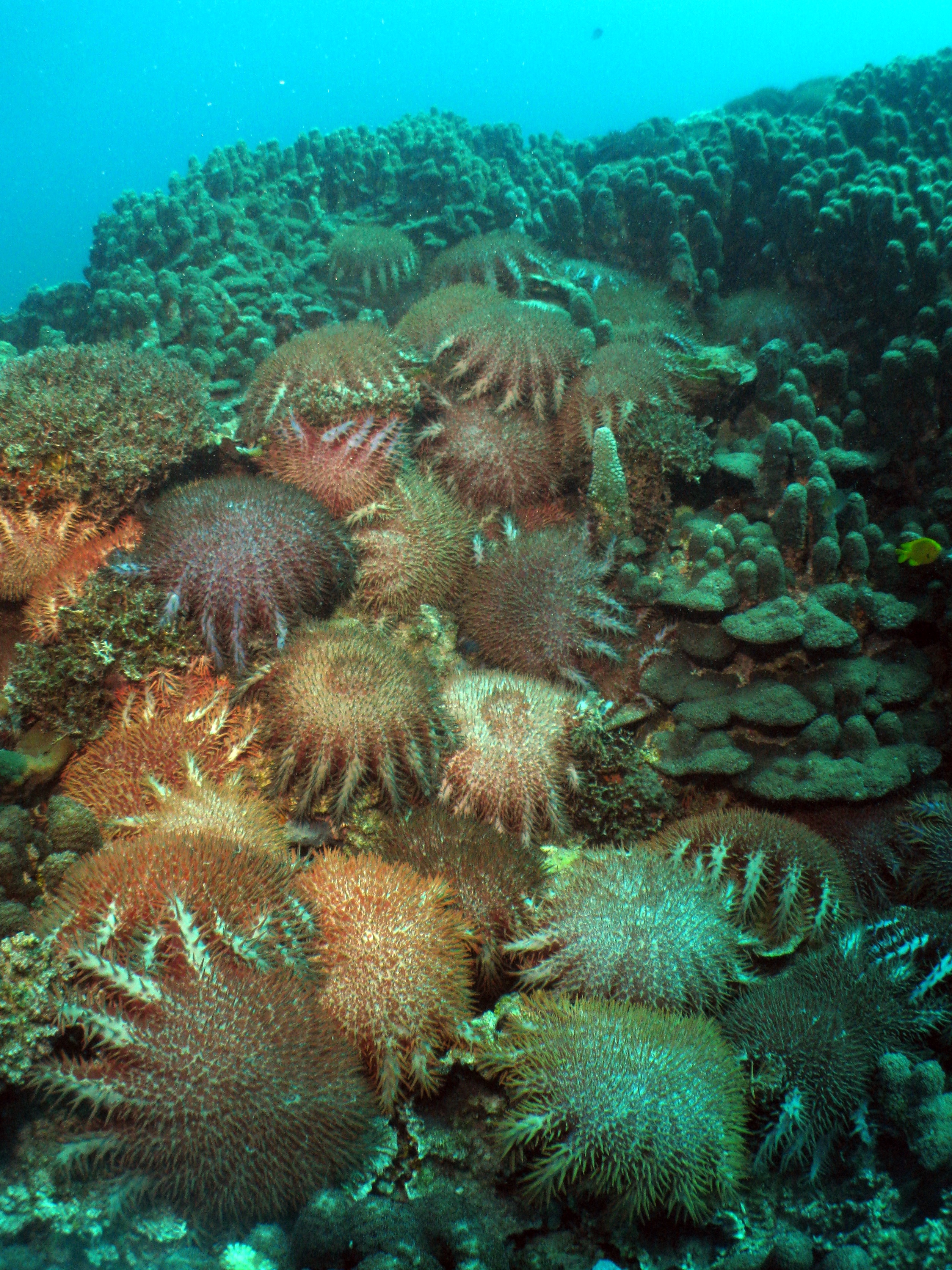 A sea star with body armour… | North West Atlas