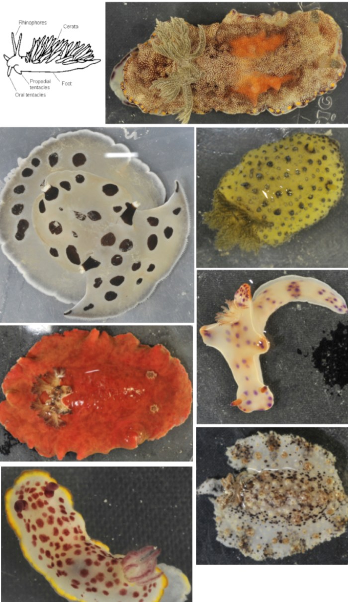 NudibranchsBlog.jpg