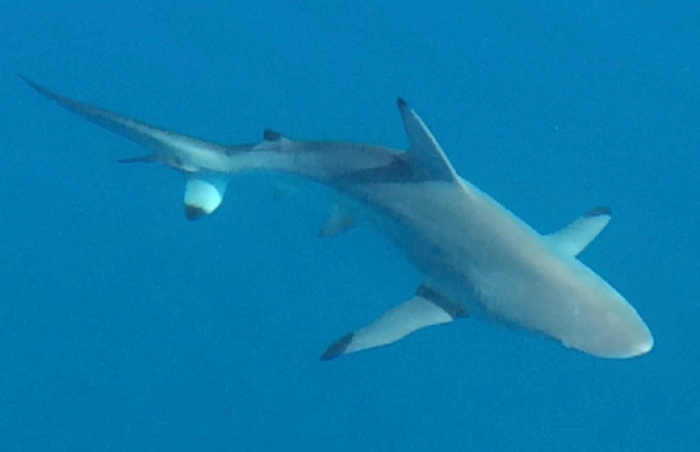 Close-up view of two of the sharks through the water during ‘glass-out’ conditions.