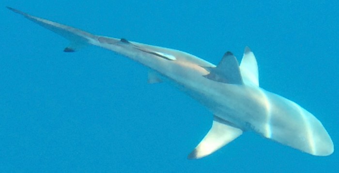 Check out the black tips on the fins